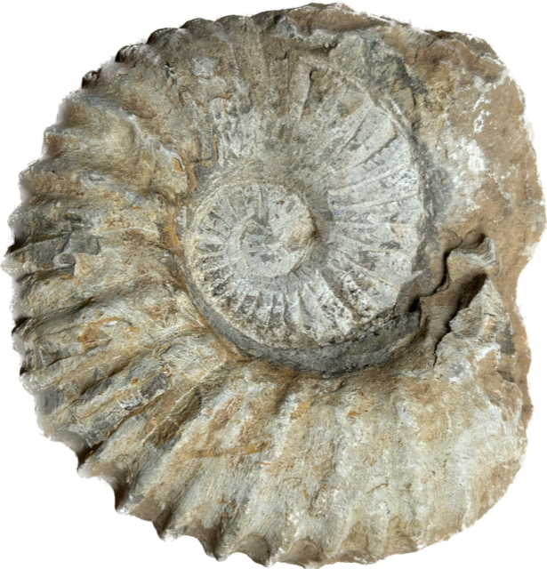 Ammoniet fossiel (tractorwiel) 13-16 cm