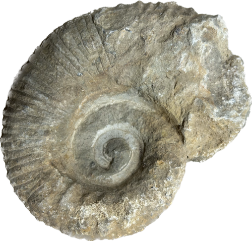 Ammoniet fossiel (tractorwiel) 13-16 cm